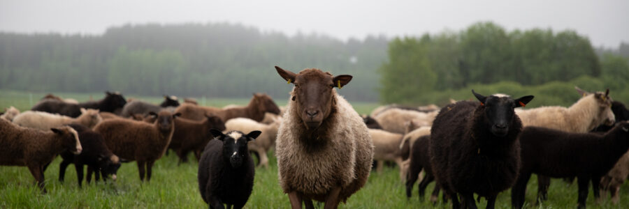 Seppälän lammastila